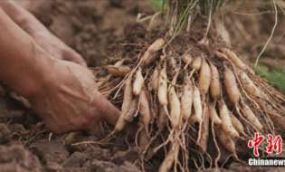 这座四川小城用一味中药做成 “甜蜜大业”