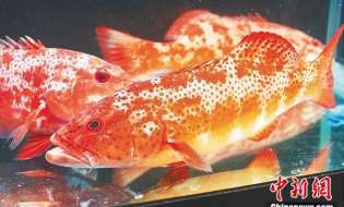 中国东星斑之乡，居然是海南这个小城