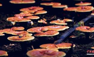 从神话到现实：“仙草” 小镇炼草成金